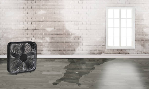 Best Water damage restoration services  in Sulligent, AL